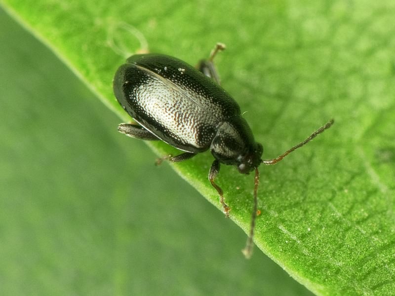 Phyllotreta atra (Fabricius, 1775)